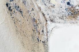  , USA Mold Removal & Remediation Pros